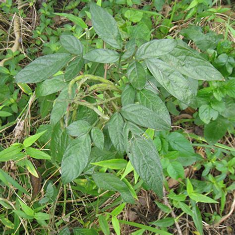 驅邪避凶|抹草是什麼？驅邪、保平安的抹草在中藥行或花市就能。